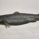 Illustration for article titled Lanternshark is part shark, part lightsaber, all awesome